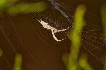 araña tejedora en su tela 