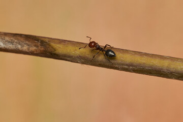 hormigas granívoras en un tallo 
