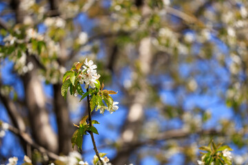 Spring blossom close-up against blue sky in vibrant sunlight