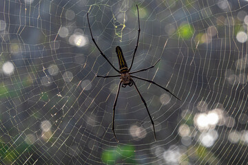 Giant Woodspider (Nephila pilipes), known for its golden silk. Contains proteins with biomedical potential. Used in research for nerve repair and strong biodegradable fibers
