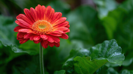 A vibrant red gerbera daisy stands tall, surrounded by rich green leaves in a peaceful backyard garden under bright sunlight