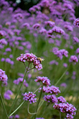lavender flowers in the garden