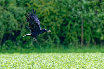 Kolkrabe mit Beute im Flug über einem Feld