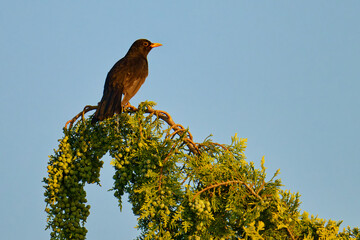 Amselmännchen in der Abendsonne