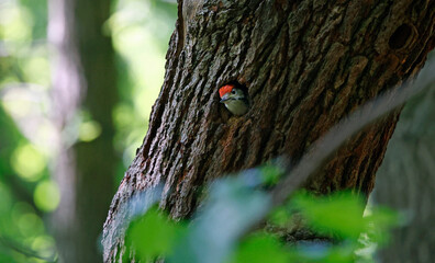 Great spotted woodpecker chick peering out of nest hole