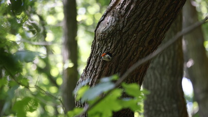 Great spotted woodpecker chick peering out of nest hole