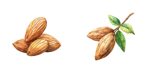 almond watercolor vector illustration