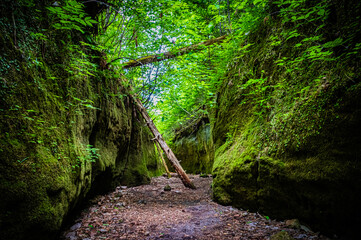北海道　支笏湖　苔の回廊