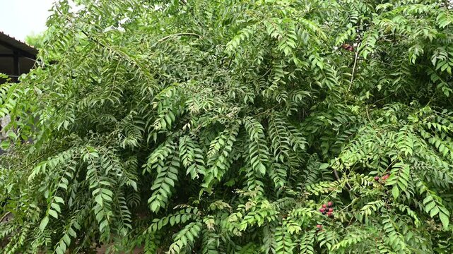 The curry tree (Murraya koenigii) or curry leaf tree. Curry berry leaf tree with green leaves background. Curry Leaves (Murraya koenigii) on a Tree, Herb plant