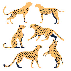 Collection of cheetahs in various poses vector illustration on a white background wild animals