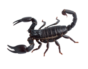 Black scorpion isolated on white background, desert predator.