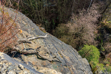 Cliff ledge with tree branches overlooking forest in winter