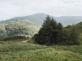 Green grass covers the foreground, with a cluster of evergreen trees. Rolling green hills with low-lying fog in the distance give depth to this pastoral landscape.