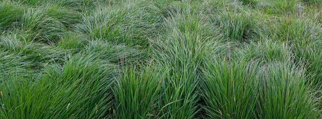 A dense field is covered in clumpy green grass. The grass is vibrant and lush, with varying shades of green. Sunlight illuminates the field, highlighting the texture of the grass blades.