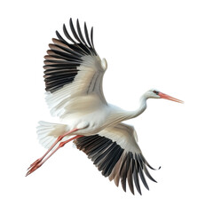 Flying white stork isolated on transparent background. © MDASHIR