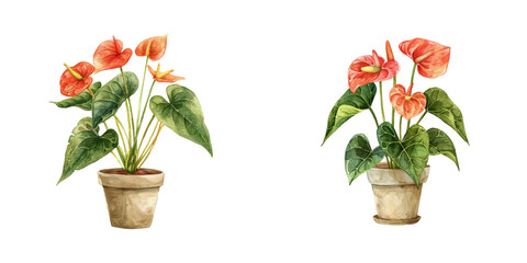 anthurium flower on pot watercolor vector illustration
