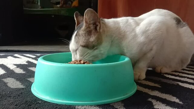 white cat eating