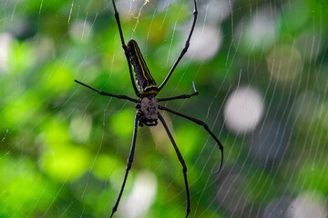 Giant Woodspider (Nephila pilipes), known for its golden silk. Contains proteins with biomedical potential. Used in research for nerve repair and strong biodegradable fibers