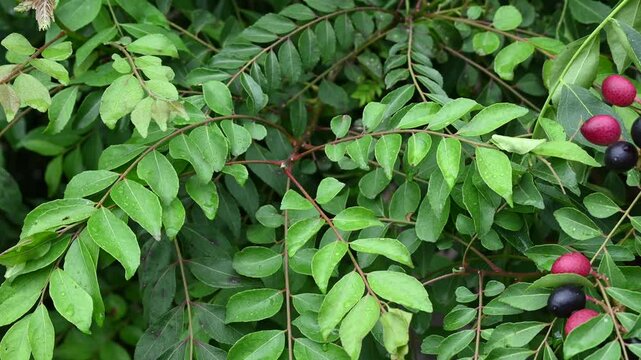 The curry tree (Murraya koenigii) or curry leaf tree. Curry berry leaf tree with green leaves background. Curry Leaves (Murraya koenigii) on a Tree, Herb plant