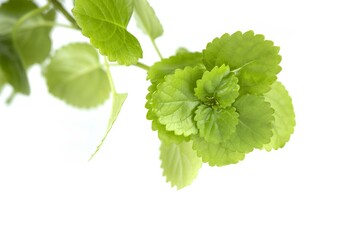 Close-up of Money Plant Leaves on White Background, Plectranthus verticillatus