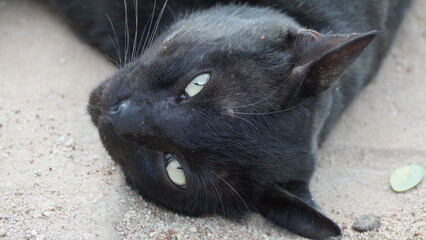 Close-up Artistic Black Cat Portrait with Green Eyes on Ground