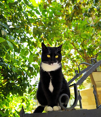 Beautiful black and white stray cat with yellow eyes sitting on the gate in Istanbul on a sunny day