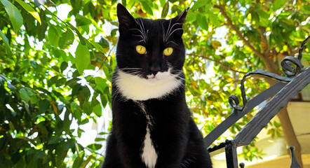 Beautiful black and white stray cat with yellow eyes sitting on the gate in Istanbul on a sunny day