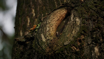 Close-up Detailed Texture of Tree Bark with Knot Hole in Forest