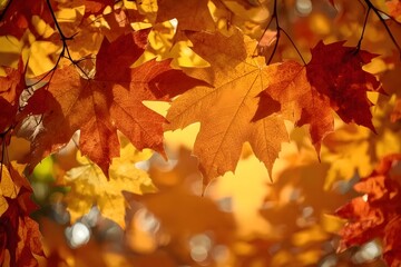 Fototapeta premium Fall Autumn leaves background - brown maple backdrop