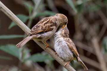 Female House Sparrow, Passer domesticus feeding her chick