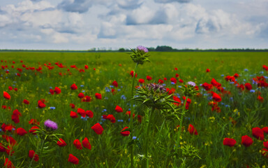 Blooming Wildfield with Thistle, Poppies and Blue Sky

