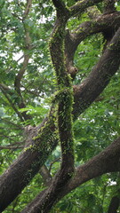 Detailed Close-up of Mossy Tree Branches in a Lush Forest Environment