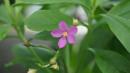 Detailed Close-up Macro Shot of Pink Jewels of Opar Flower