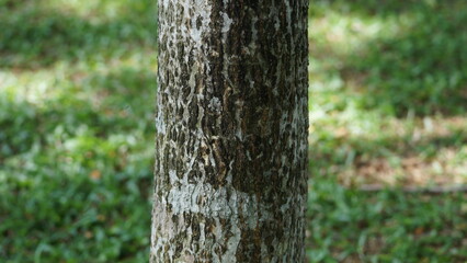 Close up Textured Tree Bark in Green Nature Photography