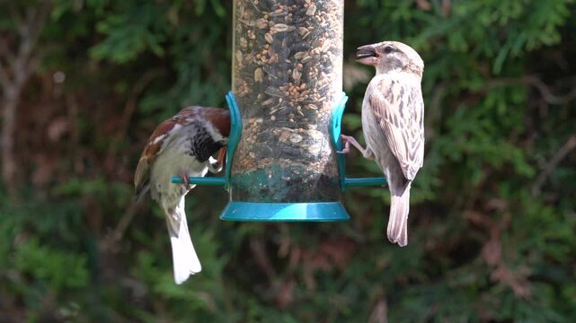 sparrows at the feeder