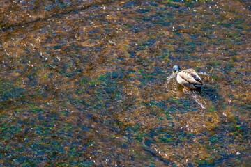 Solitary mallard duck wading in shallow rocky stream