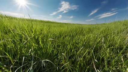 Fototapeta premium Realistic wide-angle view of a bright green grass field under a clear blue sky.