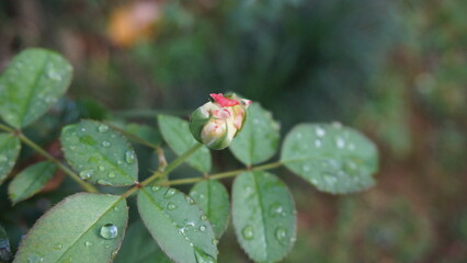 Close-Up Macro Fresh Rose Bud with Water Droplets on the Leaves
