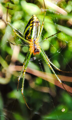 a little spider is waiting for prey in its web