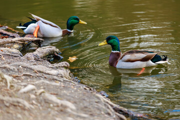 Obraz premium Mallard ducks swimming in a peaceful pond