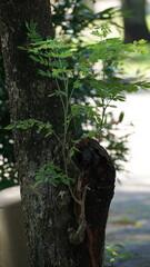 Close-up Natural Tree Trunk with Fresh Green Leaves Nature Photography