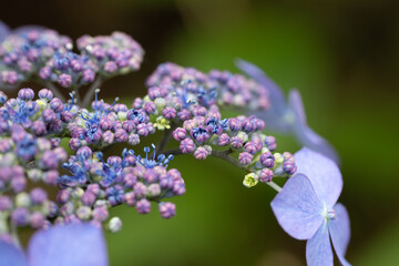 満開は遠い紫陽花