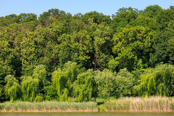 Lush green forest by a tranquil riverbank under clear blue sky