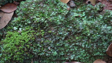 Detailed Close-up Green Moss Texture Background Nature Outdoor Photography
