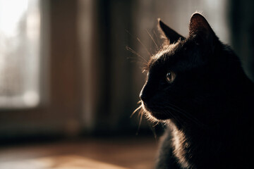Black Cat in Warm Light Looking Out the Window — AI Generated Image