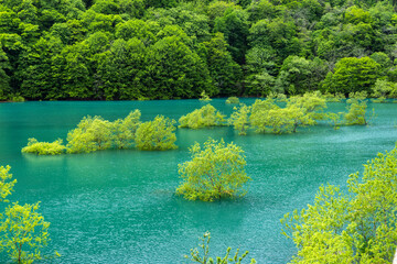 初夏の水没林