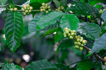 Young Robusta coffee beans (Coffea canephora) thriving in lowlands. Rich in antioxidants, boosts...