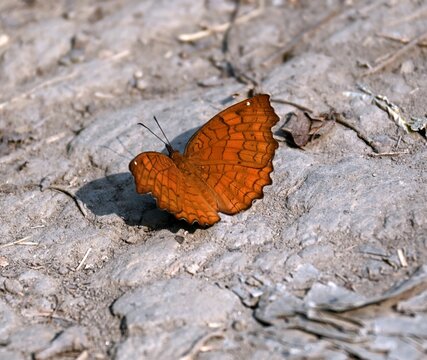 The Orange Butterfly