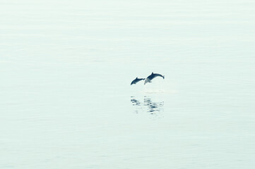 Two dolphins jumping out of the water