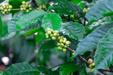 Young Robusta coffee beans (Coffea canephora) thriving in lowlands. Rich in antioxidants, boosts...
